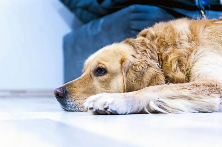 Il cane triste (Foto Pixabay)