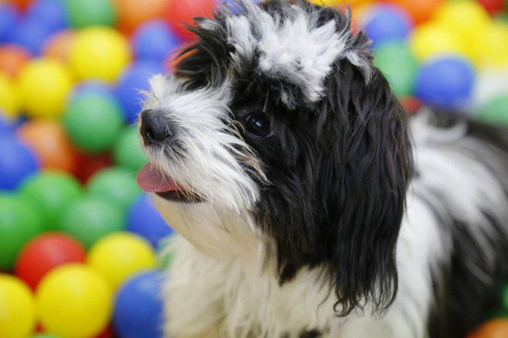 I colori preferiti dai cani