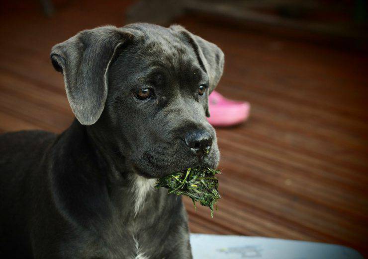 Forfora nel cane