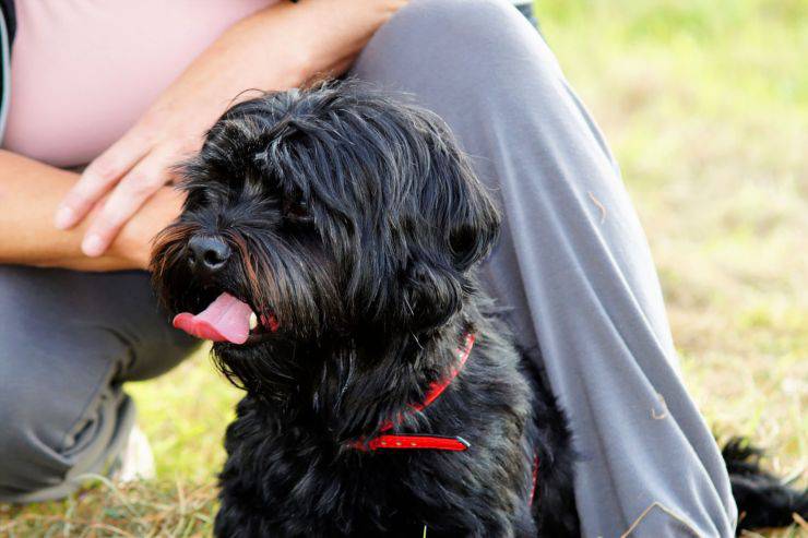 pelo del cane