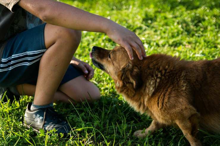 Coronavirus degli umani e animali
