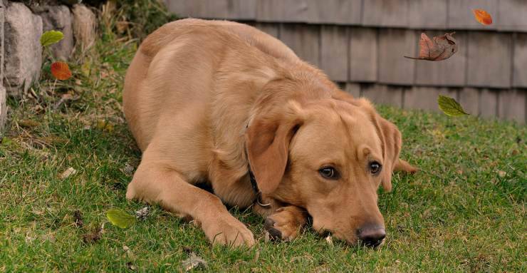 Cane dolorante