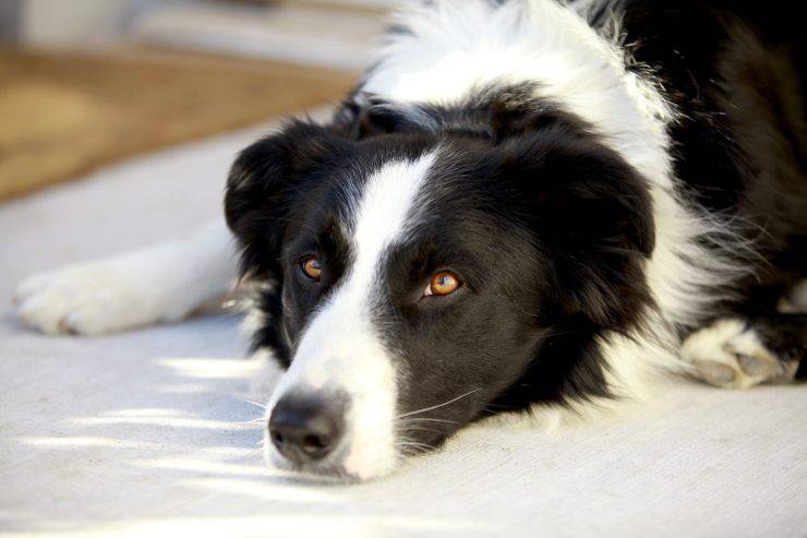 errori nella cura del cane