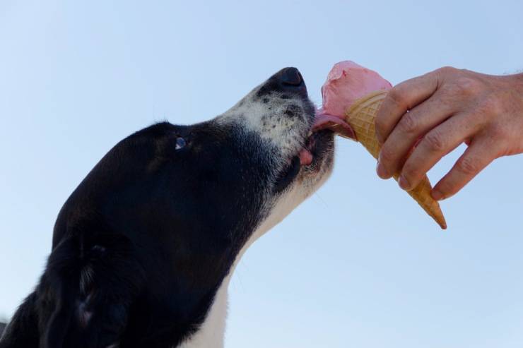 gelaterie cani dolci