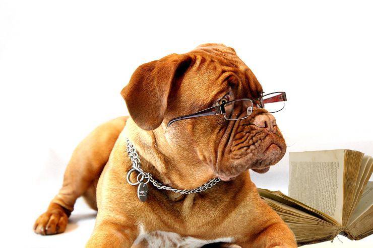 dogue de bordeaux