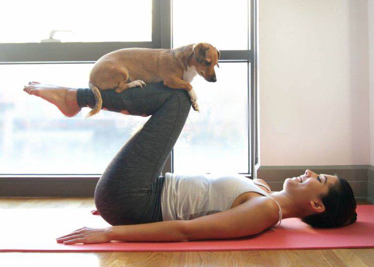 sport giochi casa cane