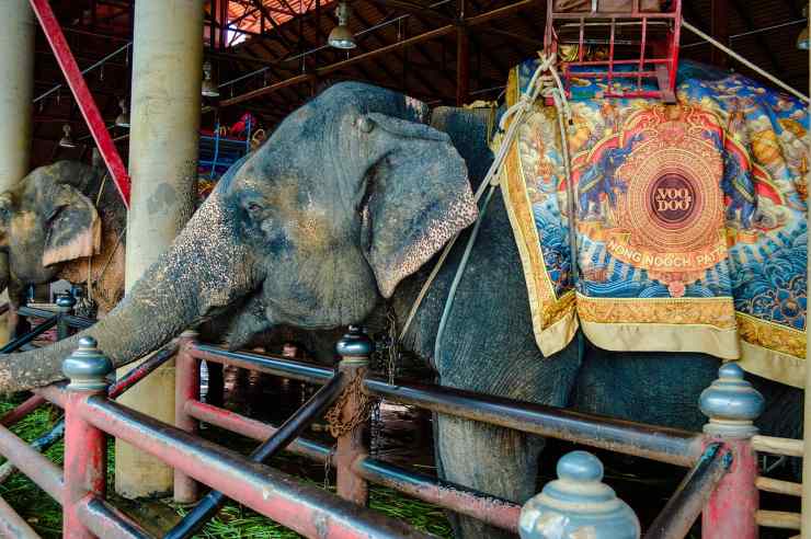 elefante animali