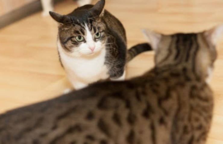gatti non vanno d accordo