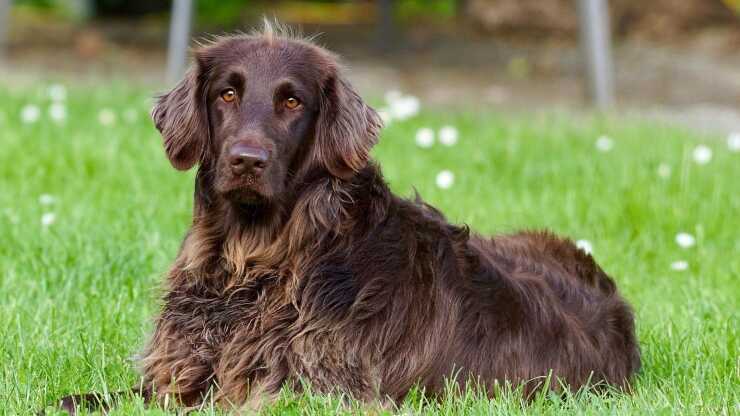 Forfora nel cane