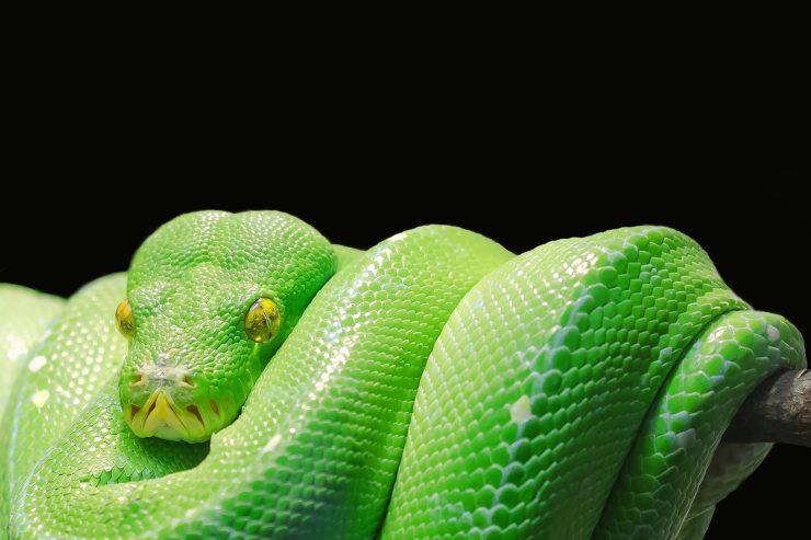 serpente verde boa