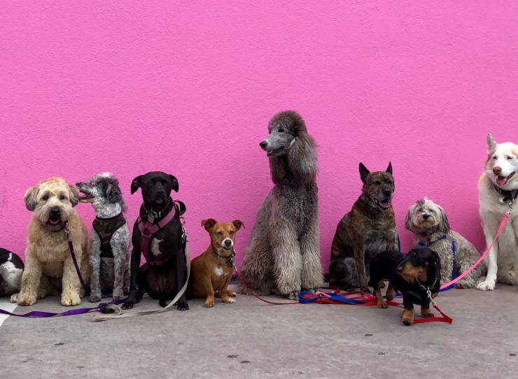 Razze canine facili da addestrare