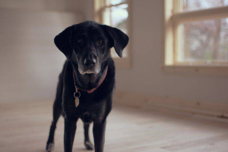 cane appoggia testa muro
