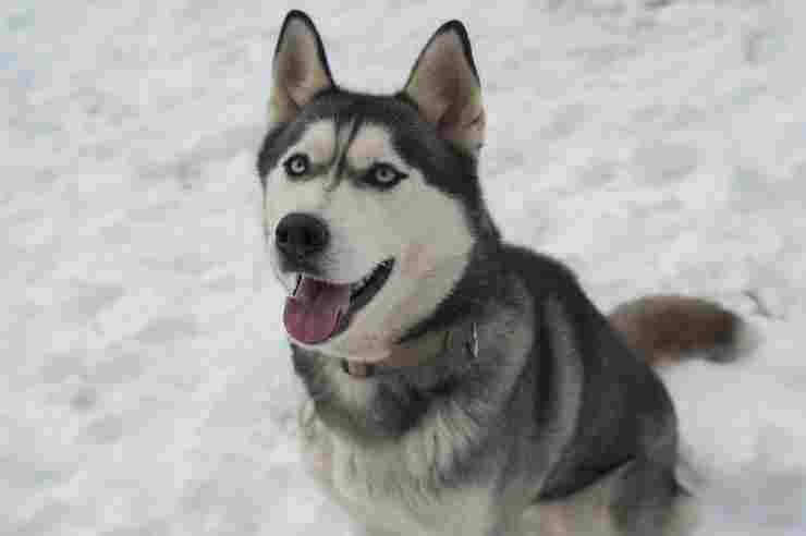 Husky nella neve (Foto Pixabay)