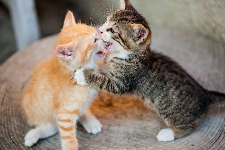 i gatti non vanno d accordo