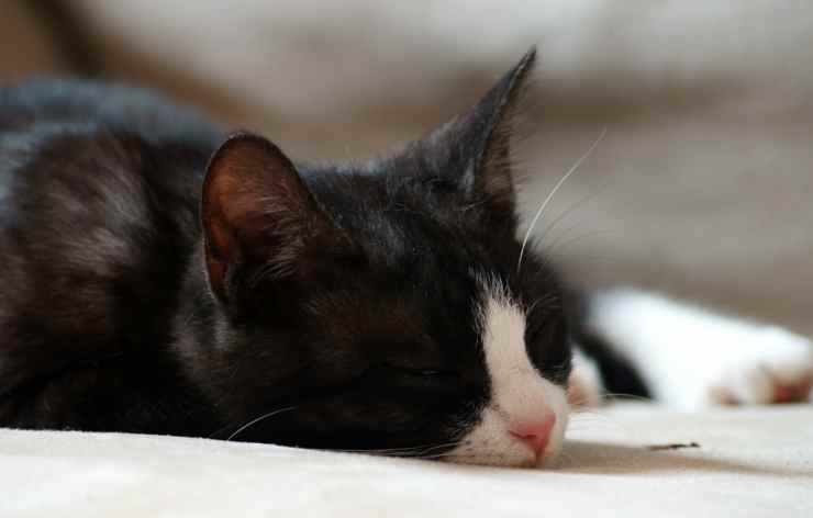 Gattino di manx (Foto Istock)