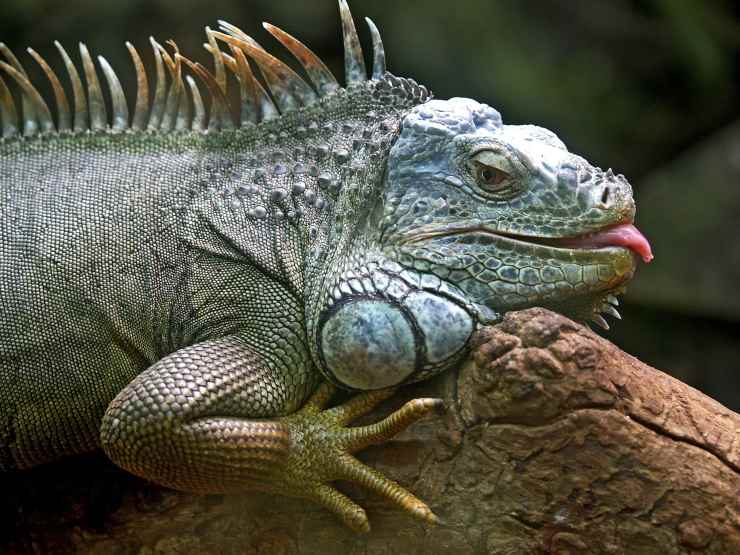 cosa mangia iguana
