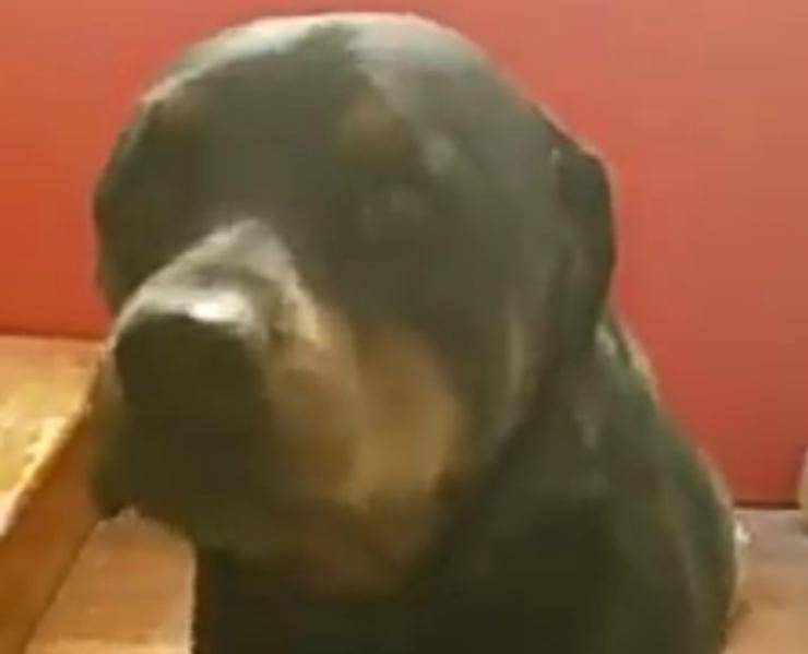 Sguardo rassicurante (Foto video) video)