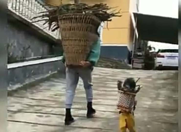 Il cane che porta la legna (Foto video)