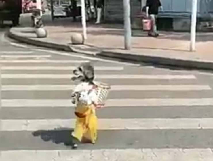 Il cane attraversa la strada (Foto video)