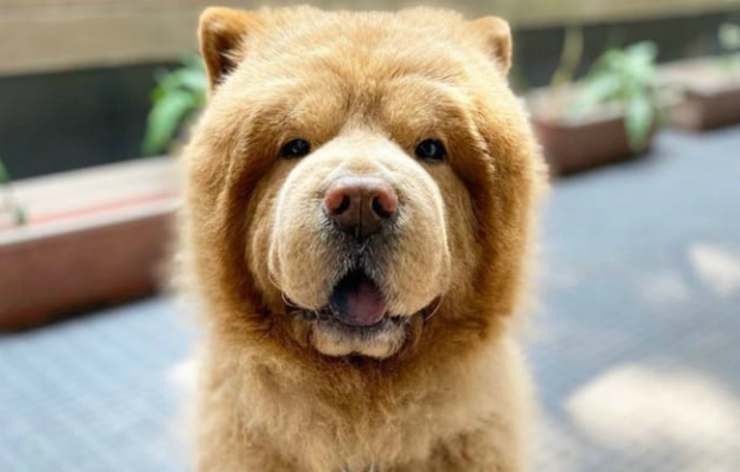 Il chow chow star del web (Foto Instagram)
