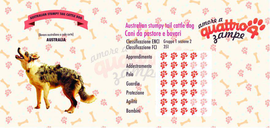 Australian stumpy tail cattle dog scheda razza