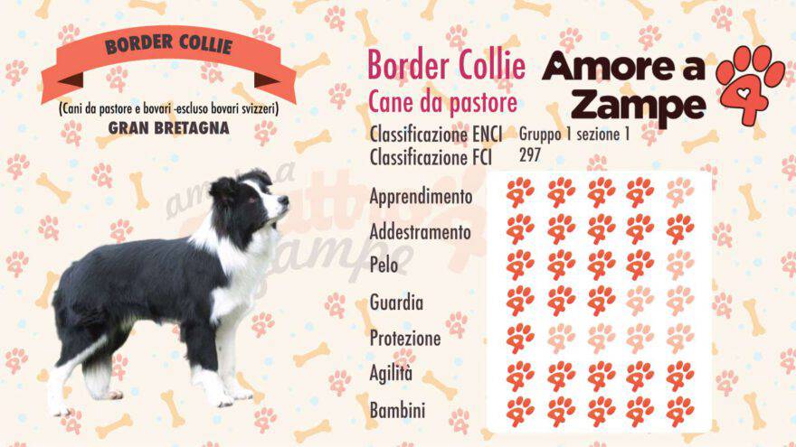 infografica cane border collie