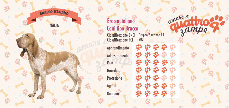 Bracco italiano scheda razza