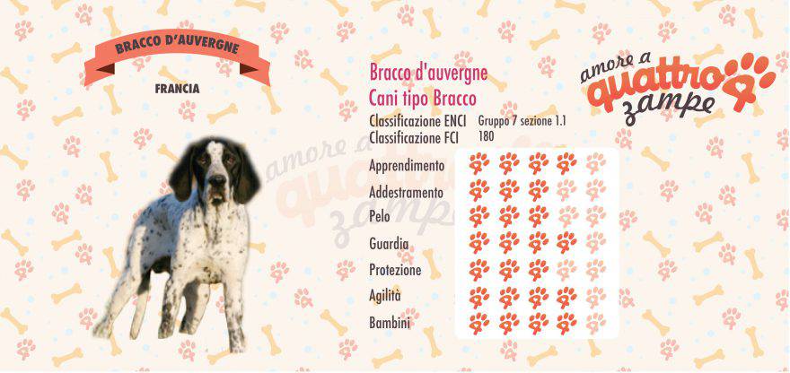 Bracco d'auvergne scheda razza