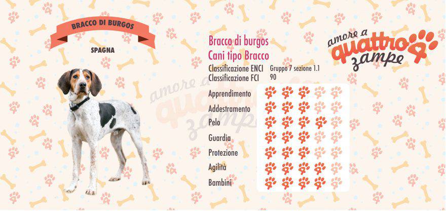 Bracco di burgos scheda razza