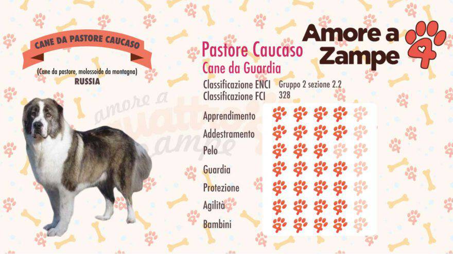 infografica cane CANE PASTORE CAUCASICO caucaso