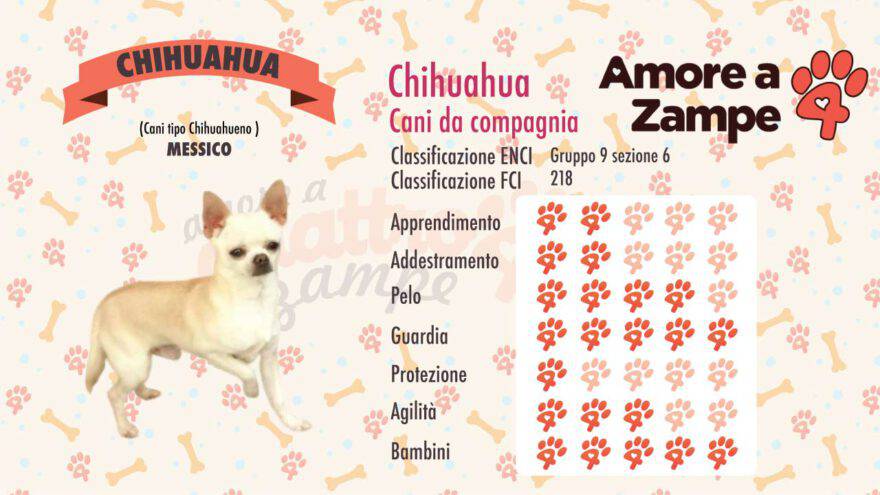 infografica cane chihuahua