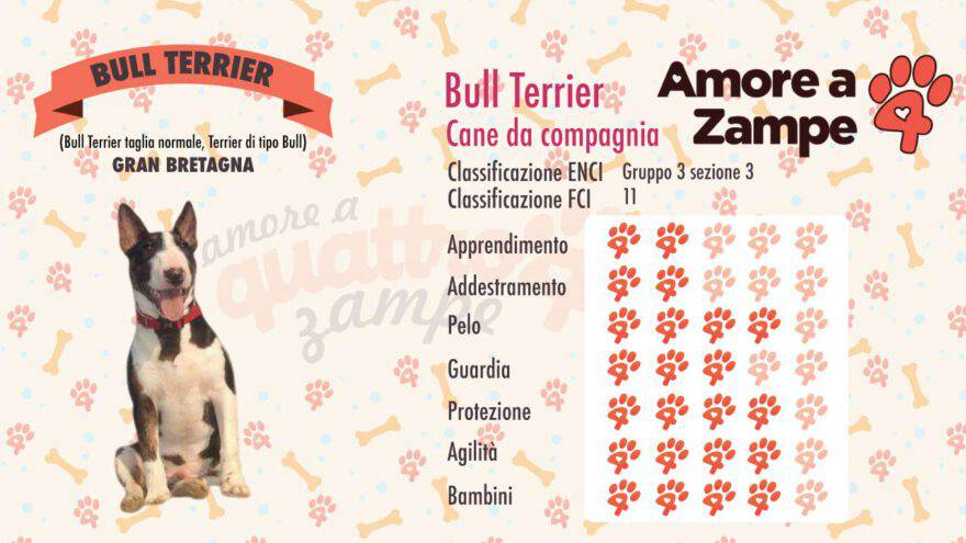 infografica cane bull terrier