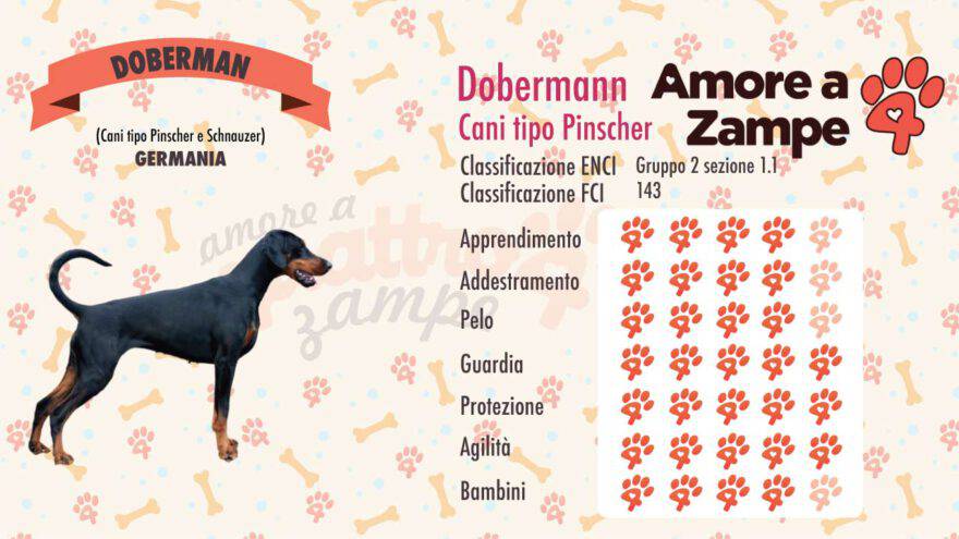 infografica dobermann cane
