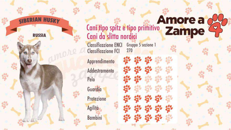 infografica cane SIBERIAN HUSKY new