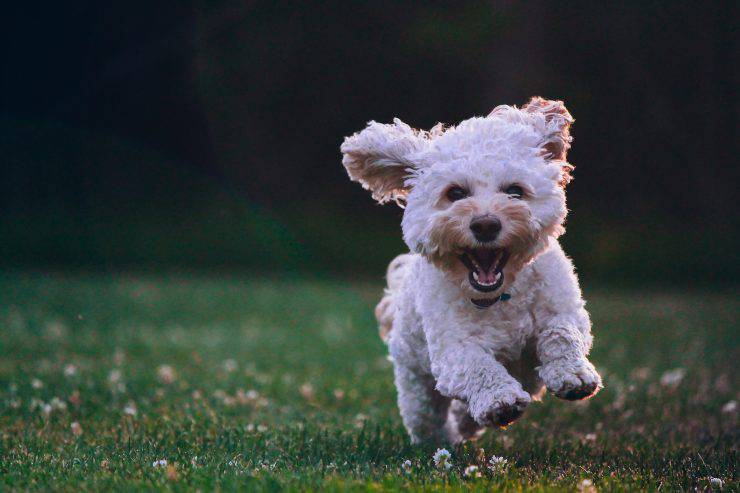Razze canine facili da addestrare