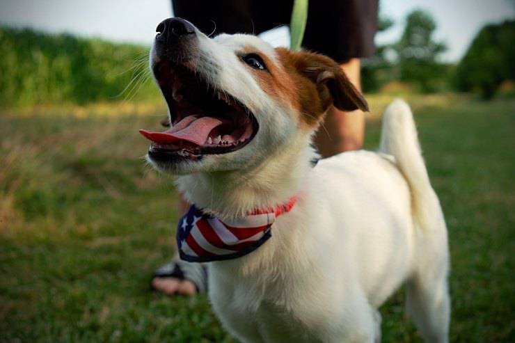 Pulire i denti del cane anziano