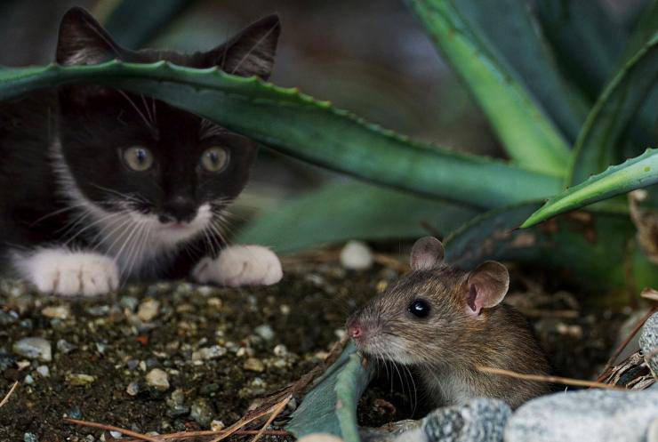 Come vedono i gatti