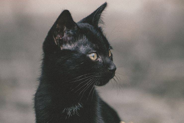 A quale gatto assomigli