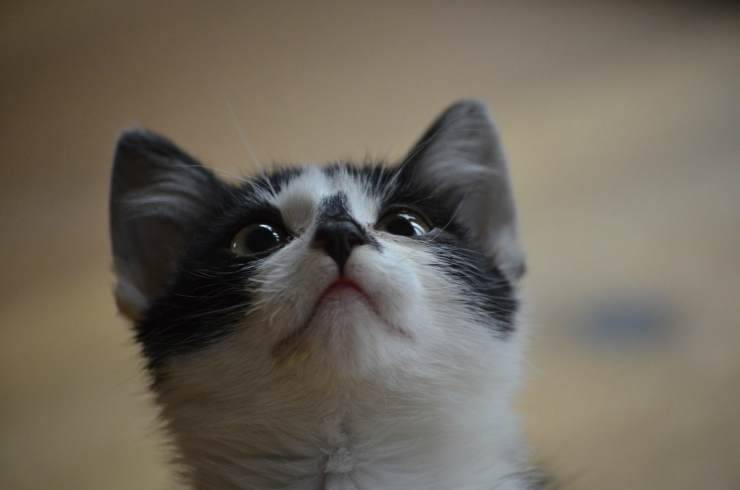 La dolcezza del felino (Foto Pixabay)