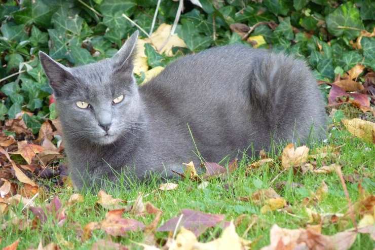 korat gatto
