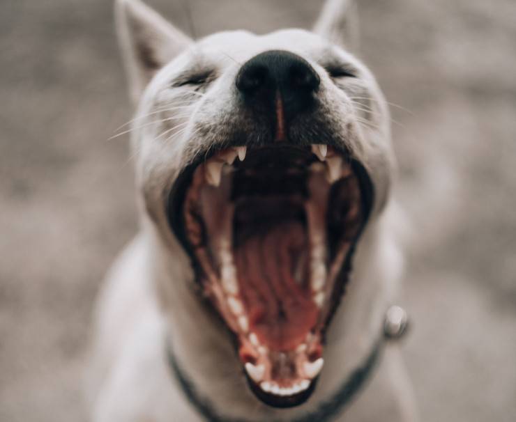 Pulire i denti del cane anziano