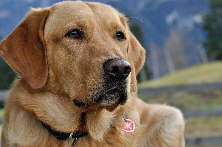 labrador