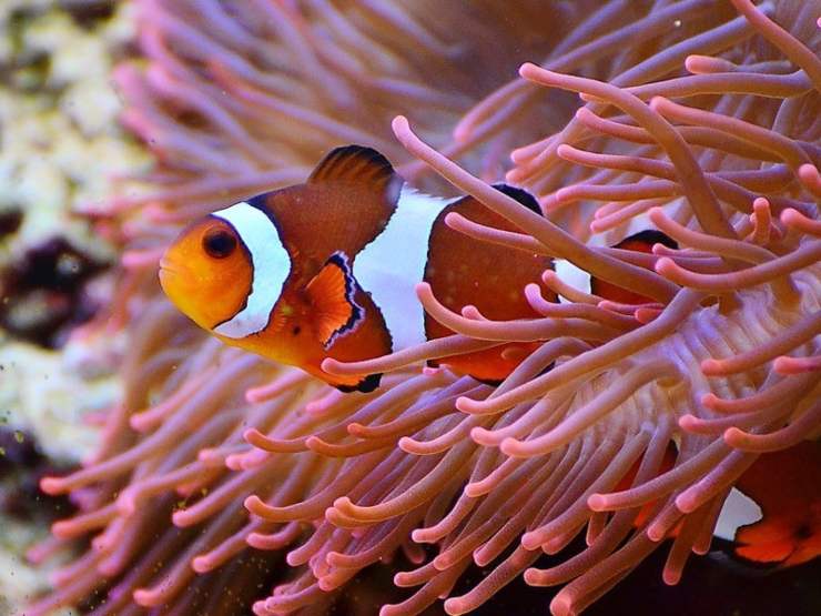 pesce pagliaccio anemone