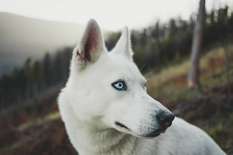 comportamenti strani del cane