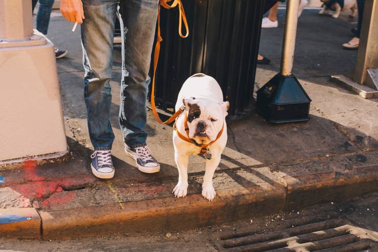 emergenza coronavirus zona rossa passeggiata cane