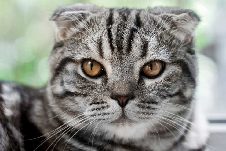pensiero del gatto