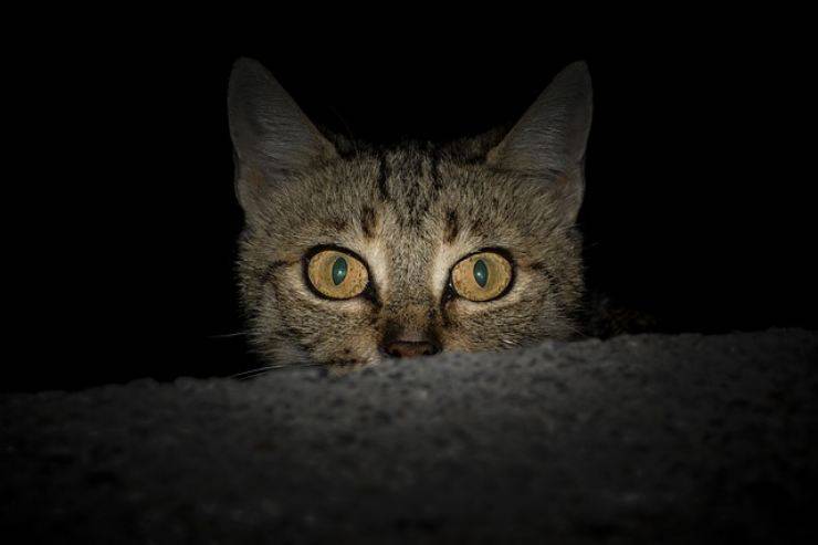 Andare d'accordo col gatto