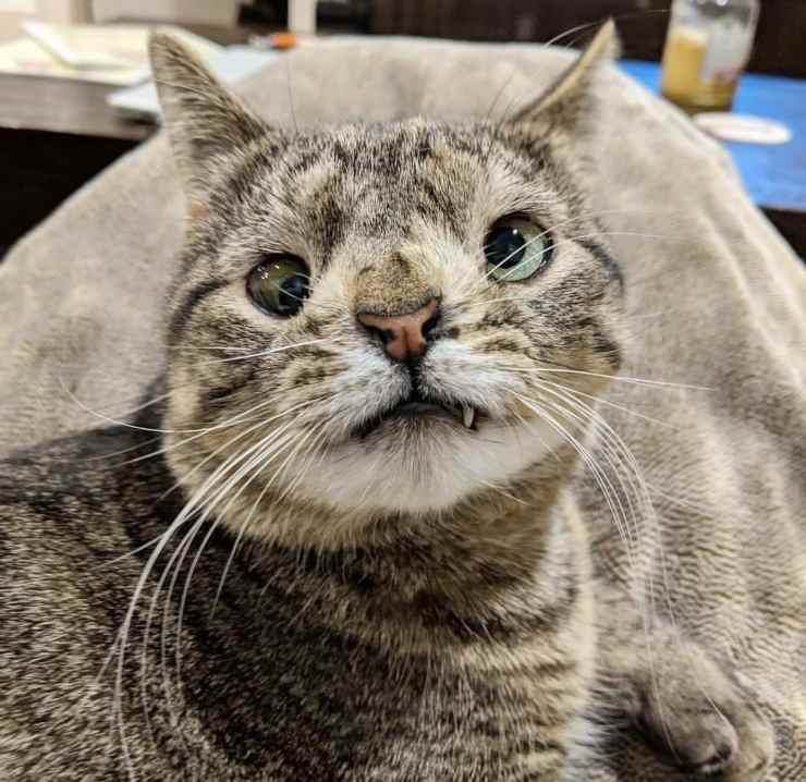 gatto sindrome down