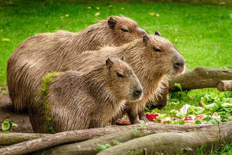 capibara animali strani