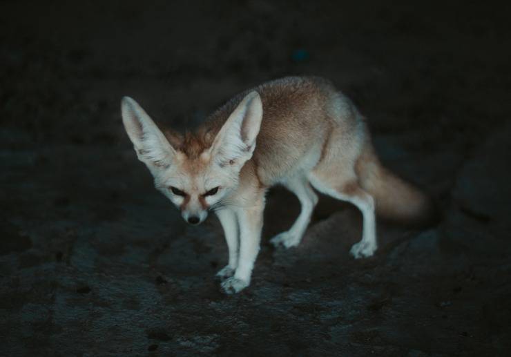 volpe fennec fox